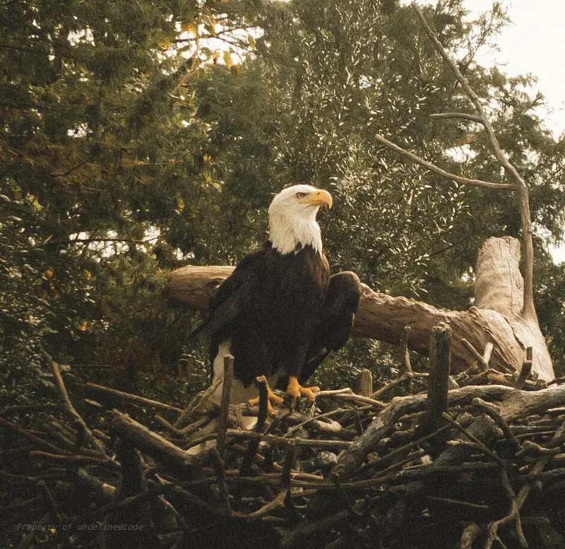 Eagle in flight, captured on October 5, 2024