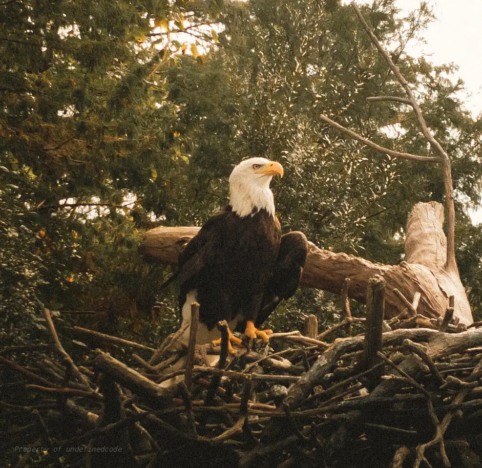 Eagle in flight, captured on October 5, 2024