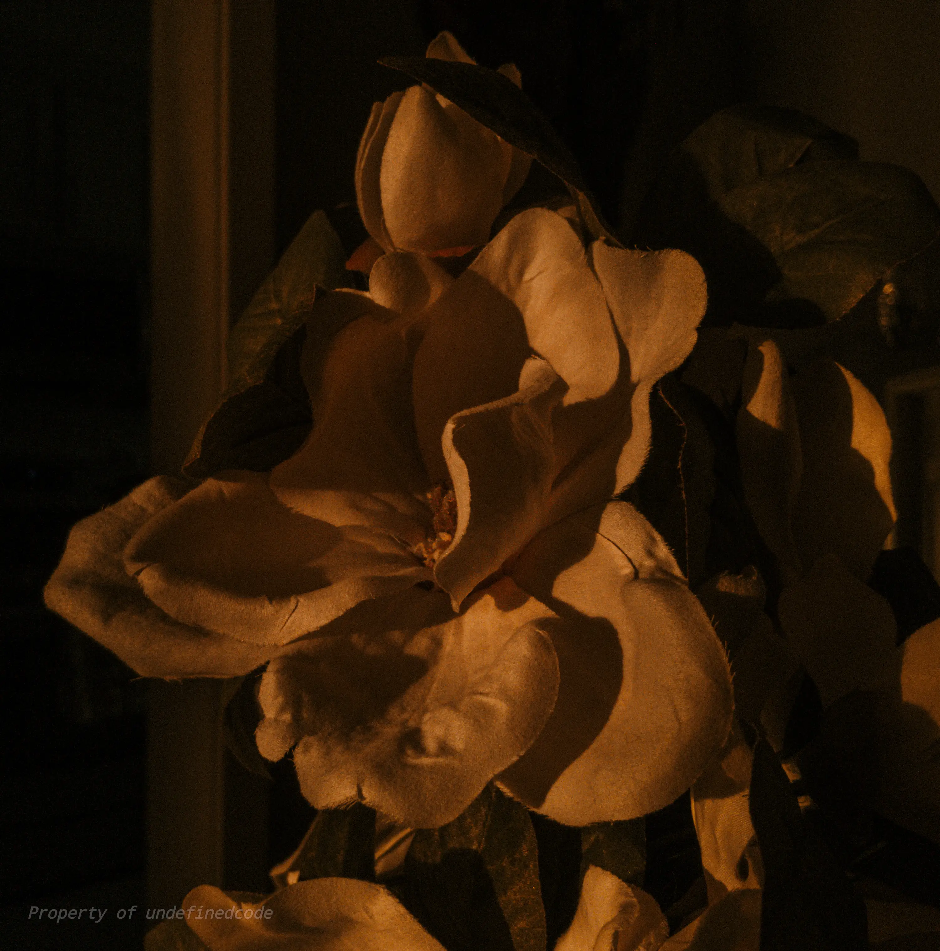 Sunrise portrait, captured on February 1, 2025