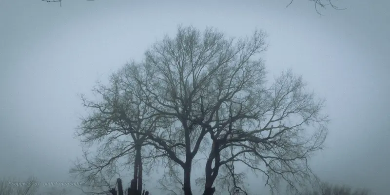 Early foggy morning, captured on February 25, 2025