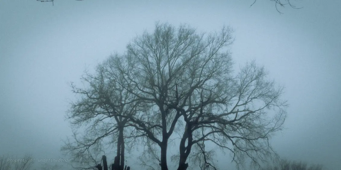 Early foggy morning, captured on February 25, 2025